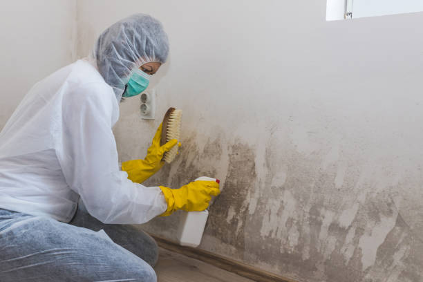 Crawl Space Mold Removal in University City, MO