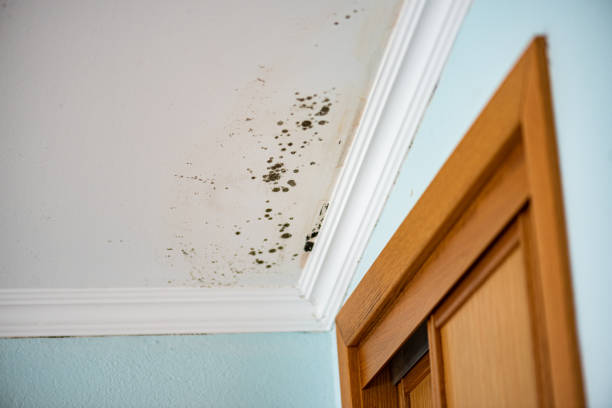 Best Fast Mold Removal  in University City, MO