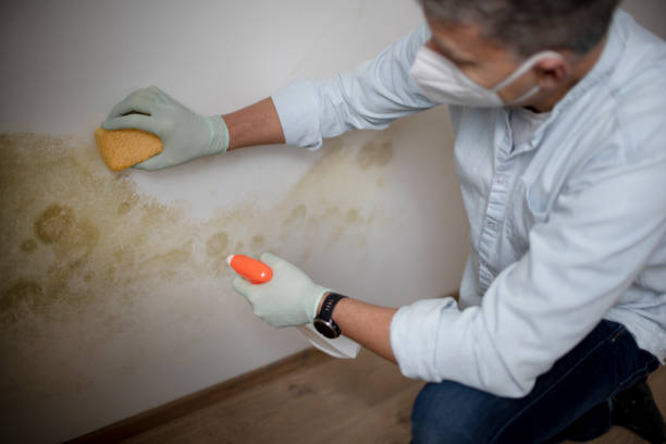 Best Certified Mold Removal  in University City, MO