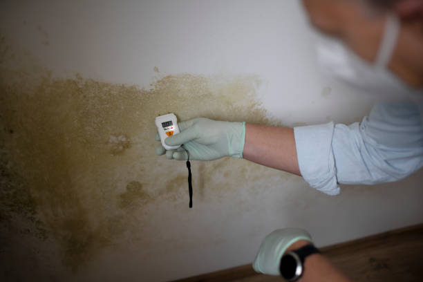 Best Best Mold Removal Companies  in University City, MO