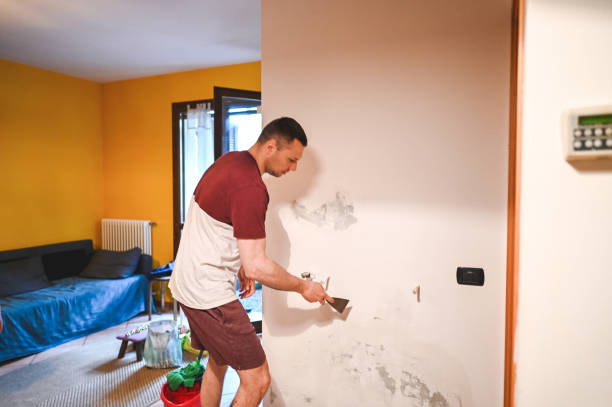 Best Black Mold Removal  in University City, MO