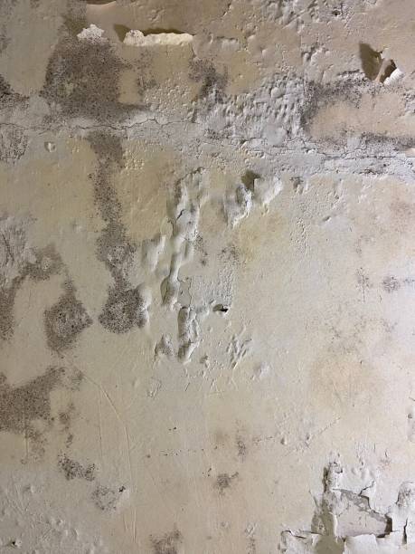 Best Attic Mold Removal  in University City, MO