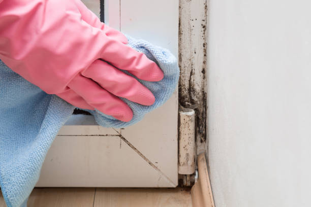 Best Crawl Space Mold Removal  in University City, MO