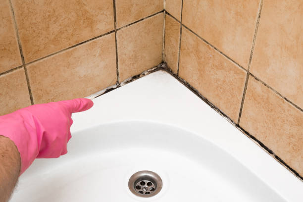 Best Mold Testing  in University City, MO