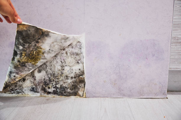 Best Home Mold Removal  in University City, MO